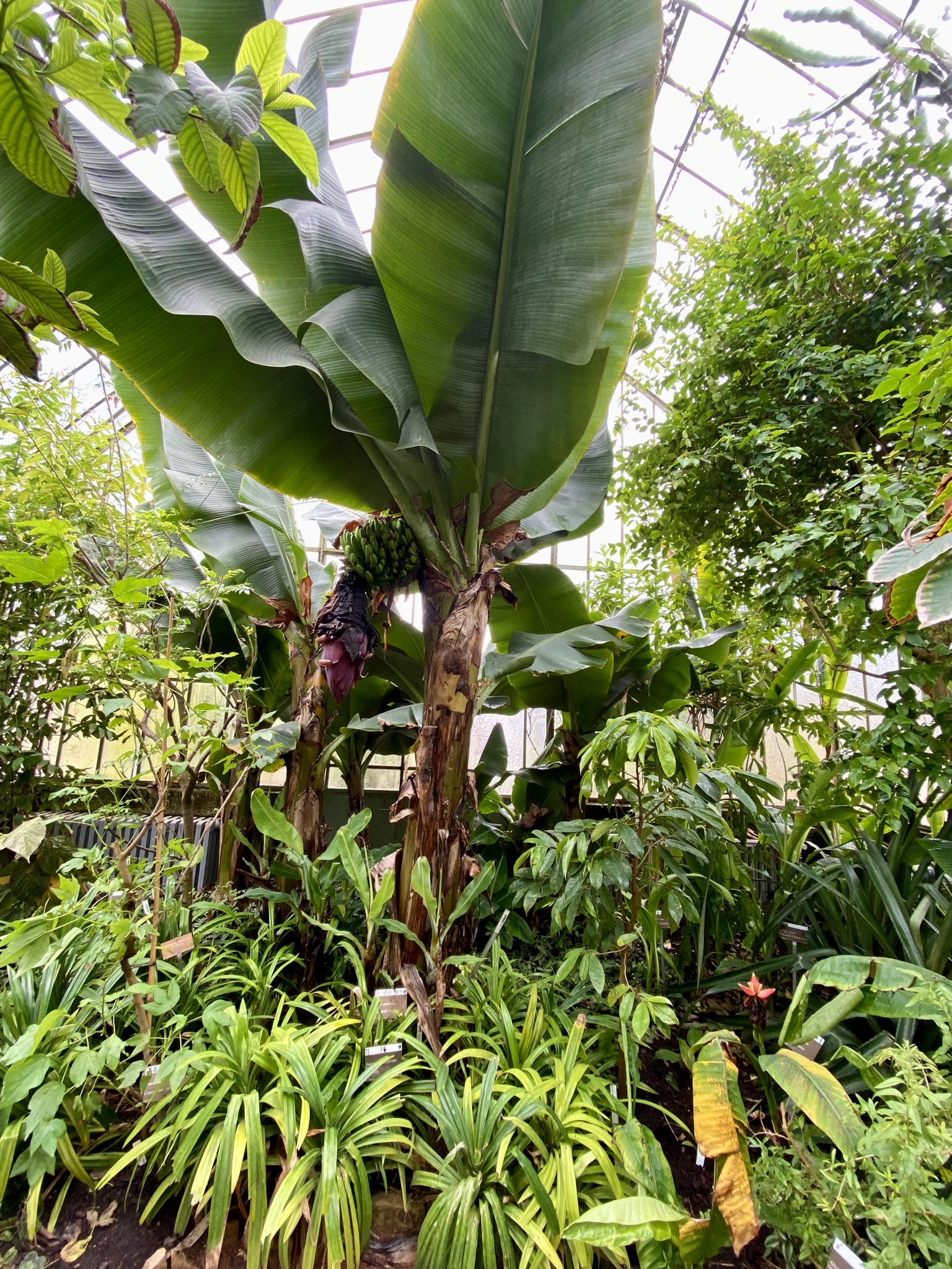 Banana tree