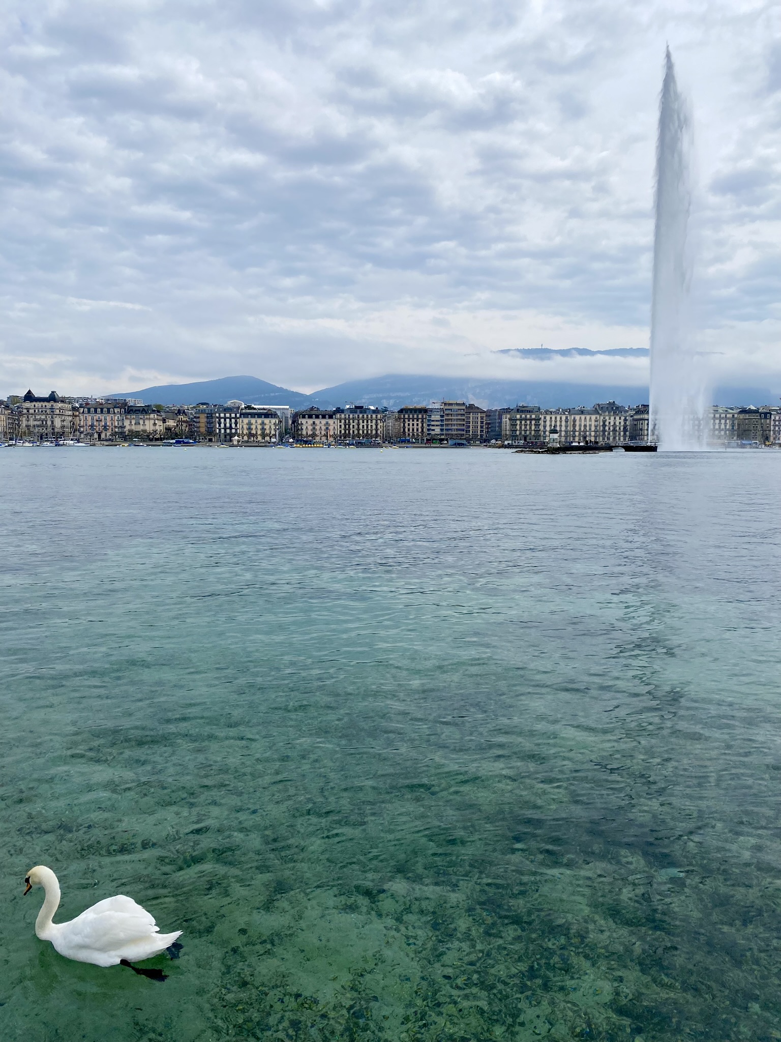 Swan in Lake Geneva