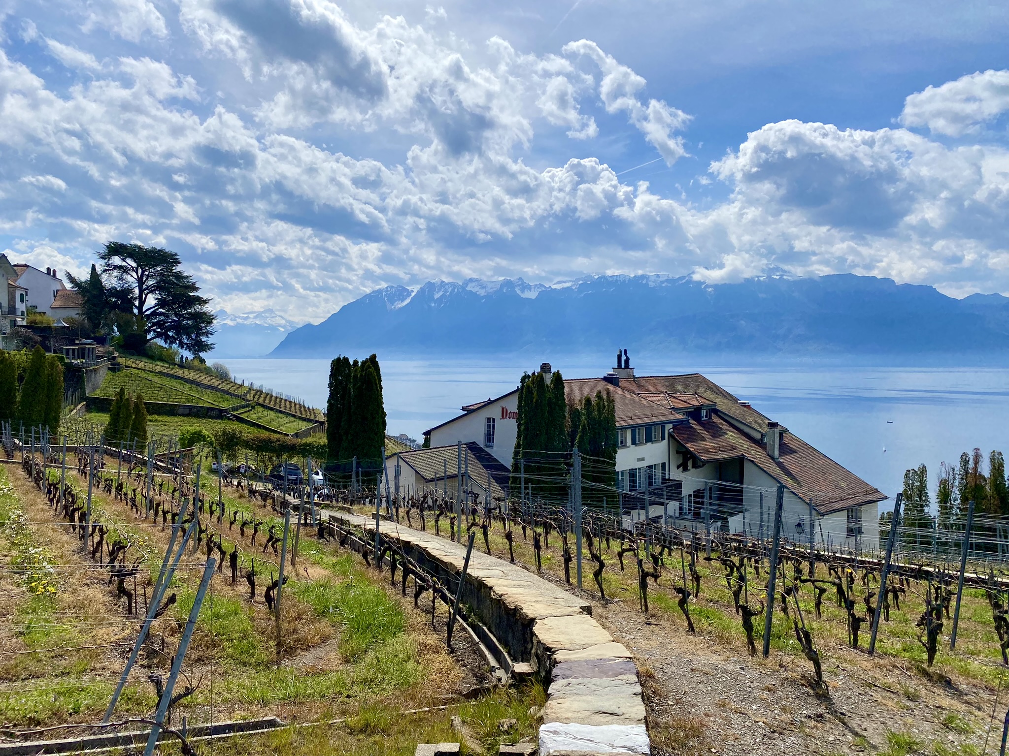 Vineyard in Villette