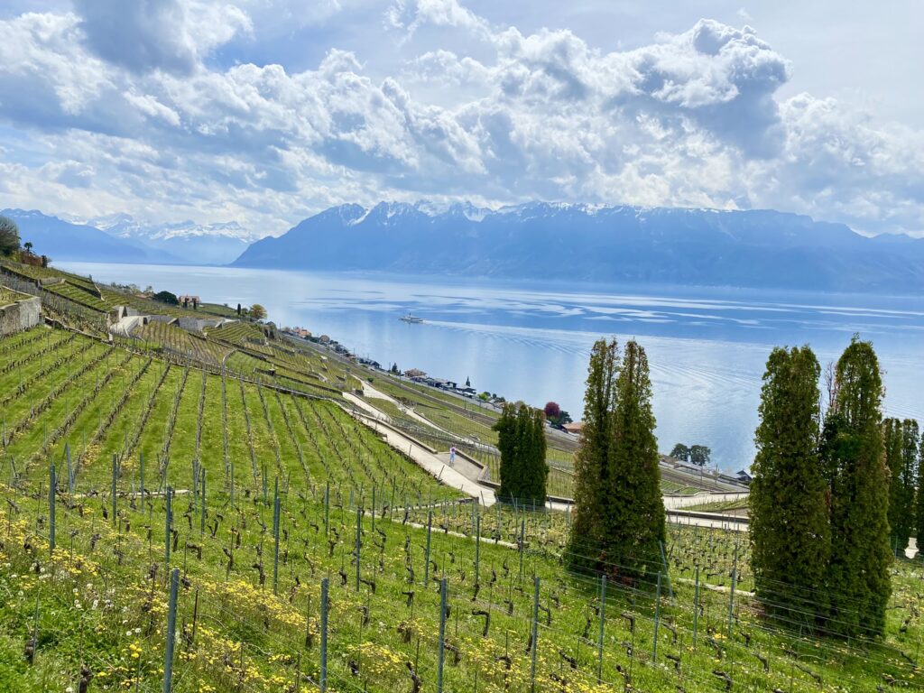 Grandvaux vineyard view